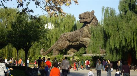 北京動物園如何去：多維度的出行指南與交通方式考量